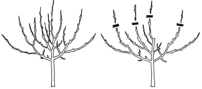 Schema de tăiere a perelor de toamnă