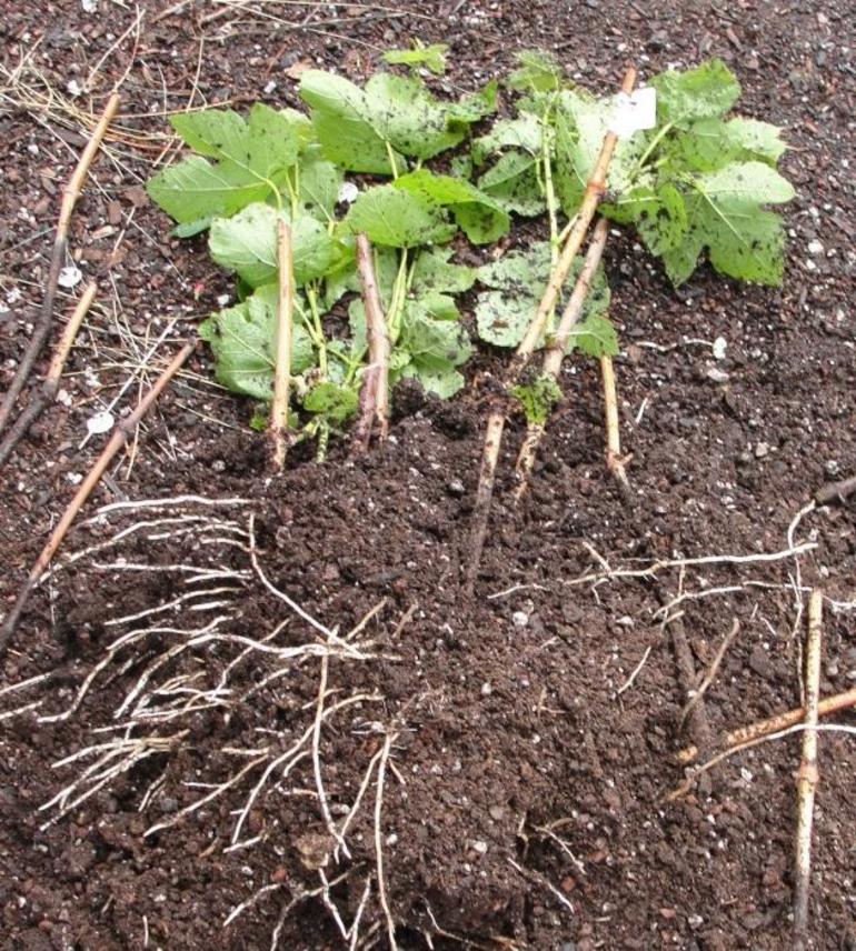 Crearea solului pentru butași de struguri