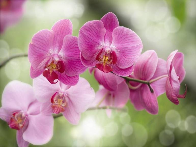 Bájos trópusi orchidea