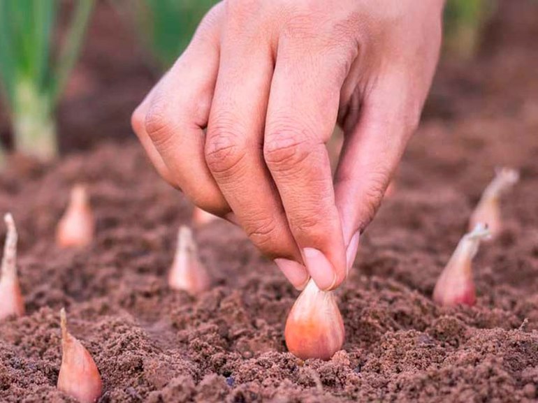 Plantarea usturoiului toamna în Donbass