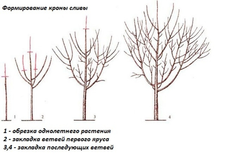Pruimenboom kroon decoratie in het voorjaar