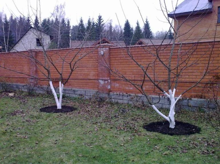 General rules for pruning plums
