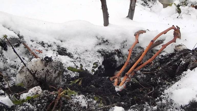 Spôsoby, ako efektívne chrániť hrozno na zimu na Sibíri
