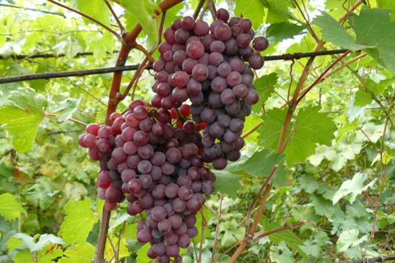 Variedades de uva en Siberia
