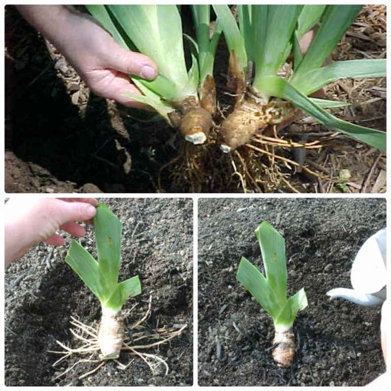 When to transplant irises in spring or autumn