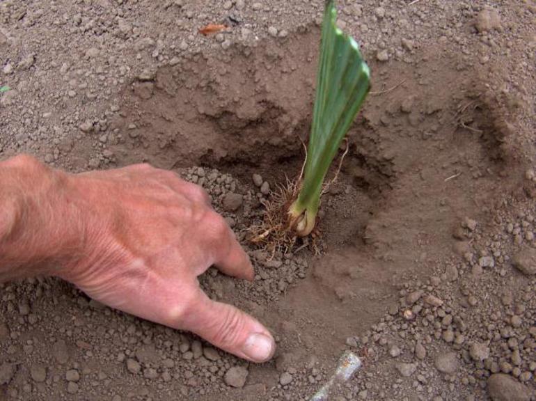 When to plant irises in spring or autumn