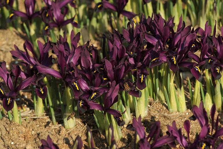 Pemindahan irises pada musim gugur