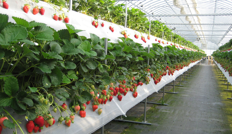 Teknologi moden untuk menanam strawberi
