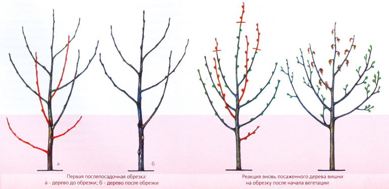 Autumn sweet cherry pruning for beginners