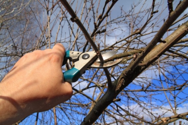 Cherry pruning in the fall