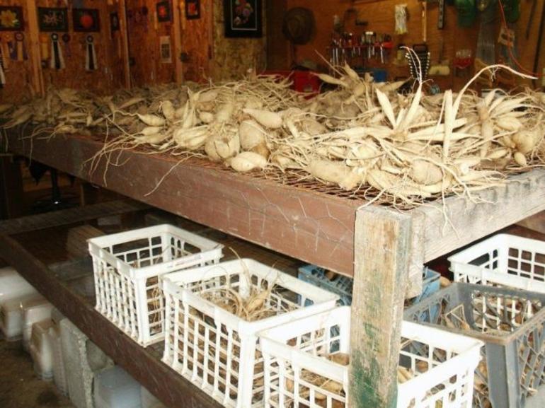 تخزين الشتاء من dahlias في القبو