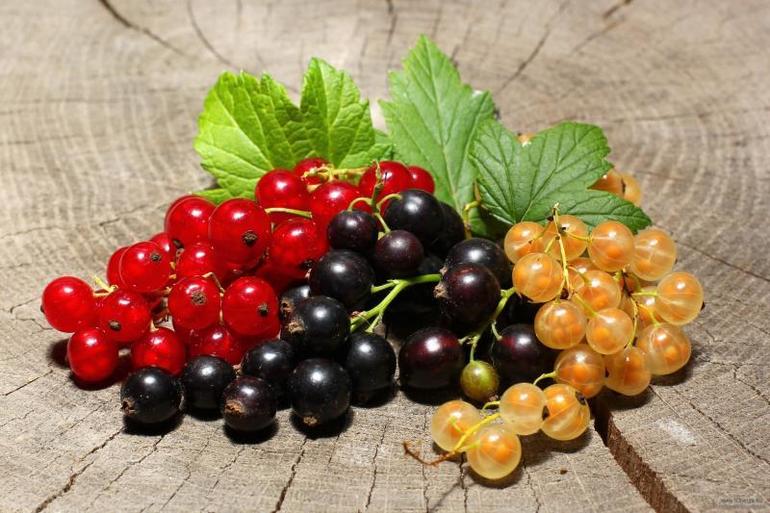 Differences between different types of currants