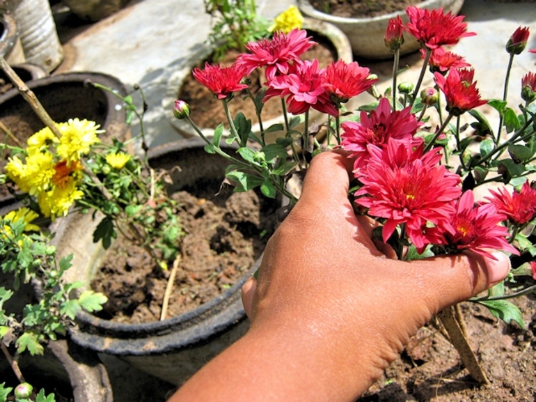 How to keep chrysanthemums at home