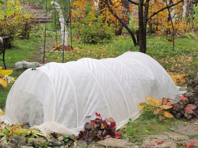 How to Shelter Chrysanthemums for the Winter