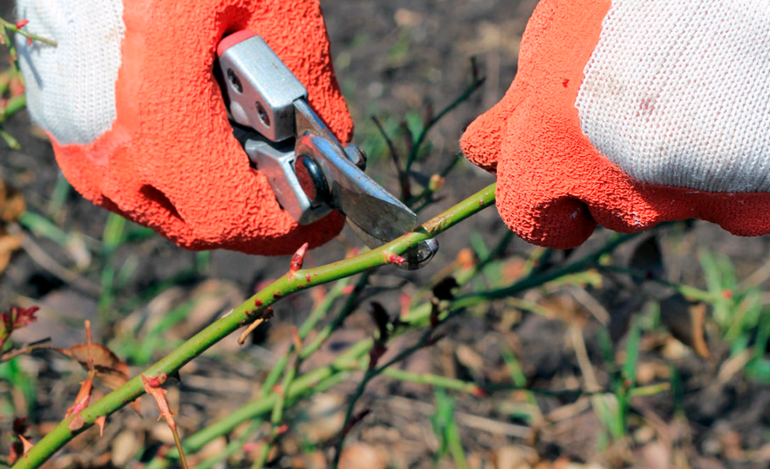 How to prepare rose bushes for winter