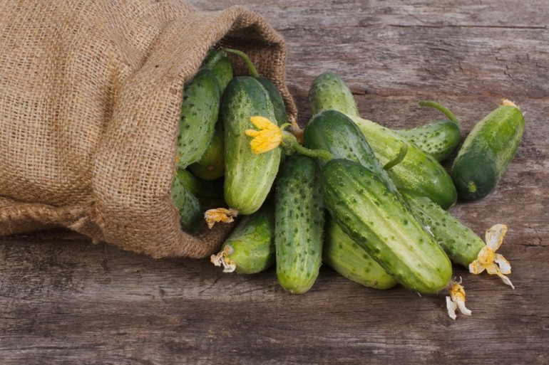 The choice of cucumber varieties