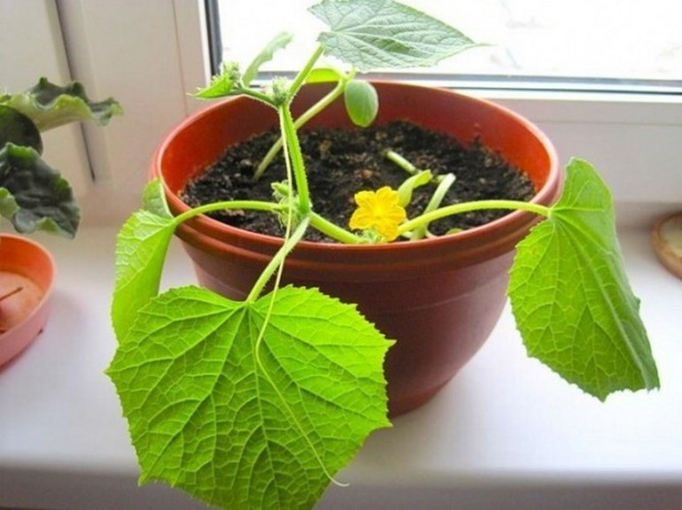 Capacity for growing cucumbers