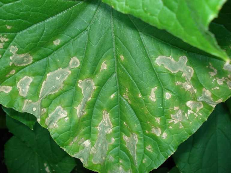 Diseases and pests of cucumbers