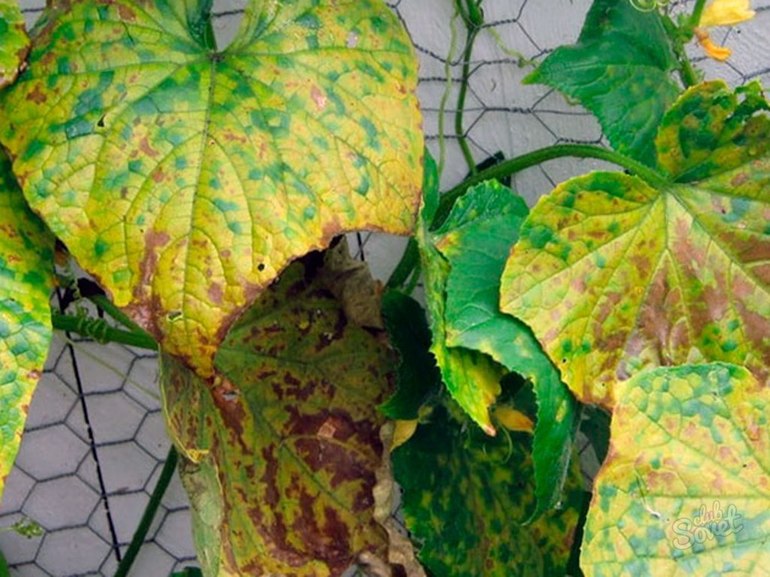 Žloutnutí listů v okurkách