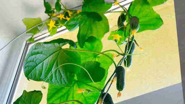 Growing cucumbers in the house