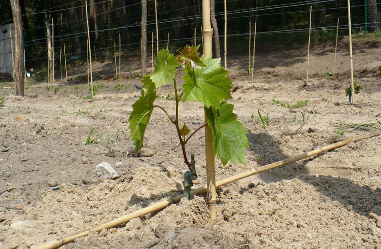 Growing vines