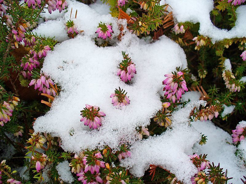 Téli virágok az udvaron