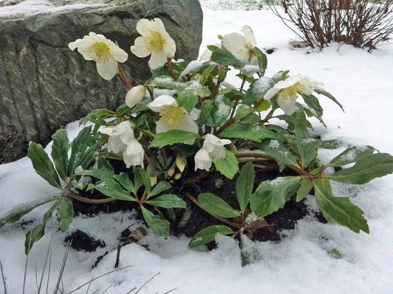 Zimné rastliny vo dvore