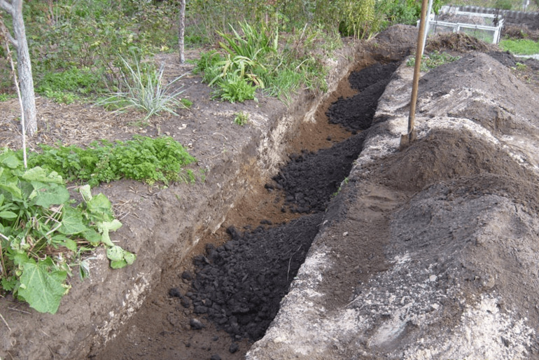 Vineyard soil