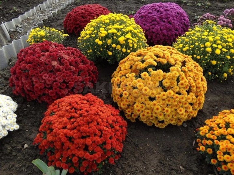 How to keep chrysanthemums in the winter without digging