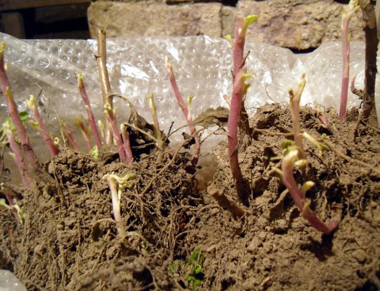 Planter des chrysanthèmes dans une tranchée.