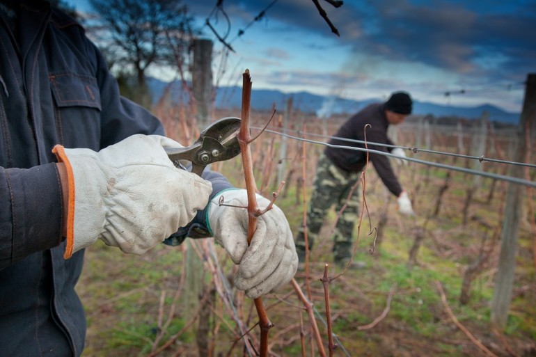 Preparing a young vine in winter