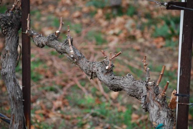 Rejuvenation of an old vine