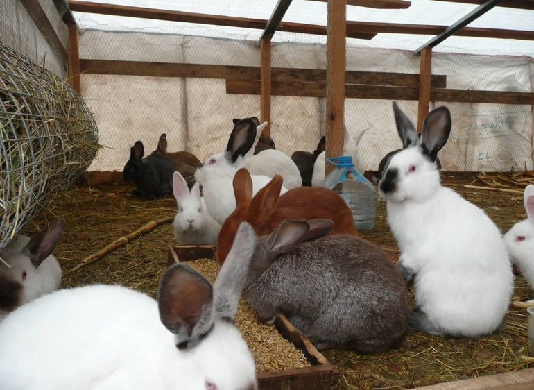 כיצד להאכיל ארנבים בחורף