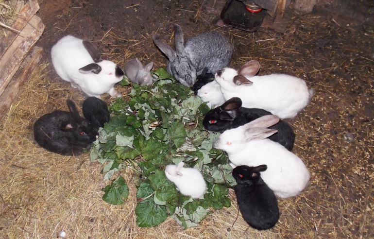 הדקויות של ארנבות מאכילות