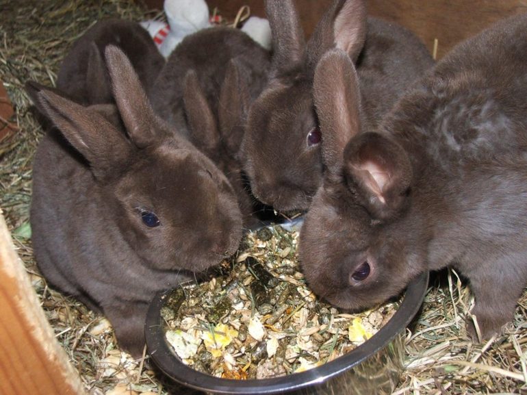 האכלת ארנבים בחורף