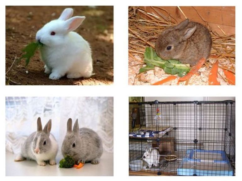טיפול בגזע ארנבים דקורטיבי