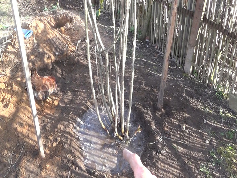 Watering the mountain ash after planting