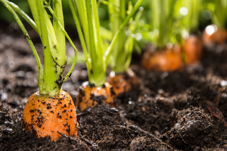 Las sutilezas del cultivo de zanahorias