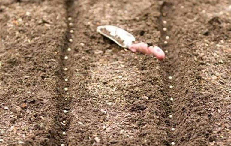 Výsev semen mrkve