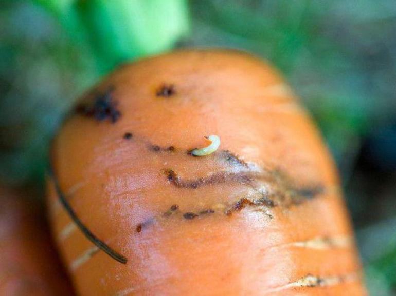 Control de plagas de zanahoria