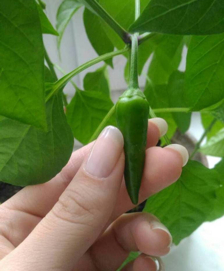 Grow peppers on the windowsill,