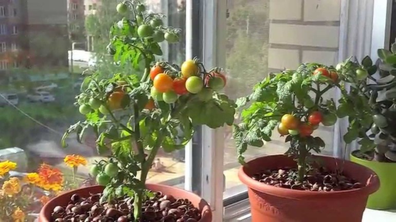 גידול עגבניות על אדן החלון