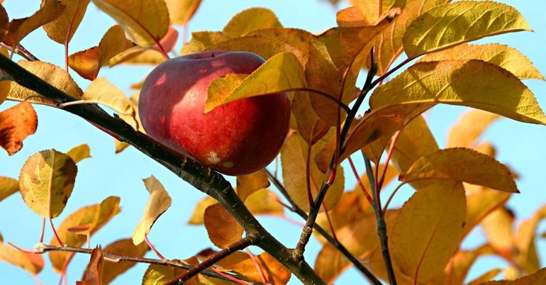 How to care for an apple tree