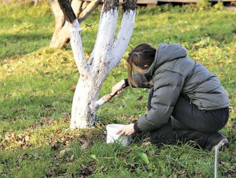 How to whiten an apple tree in autumn
