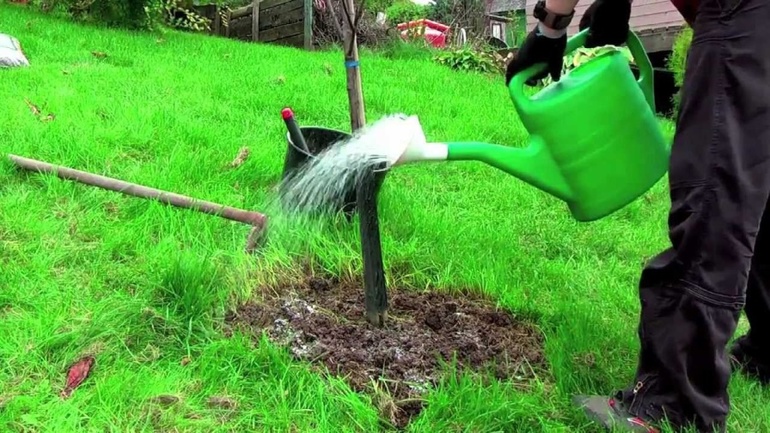 Watering the apple tree