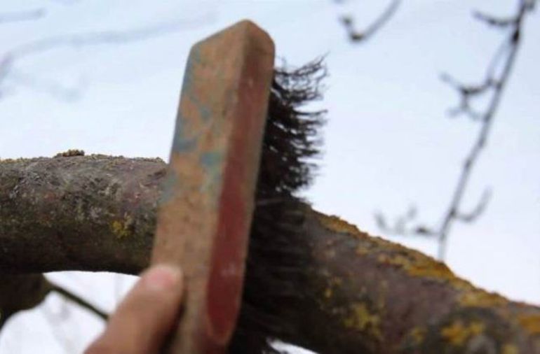 Cleansing the trunk of an apple tree