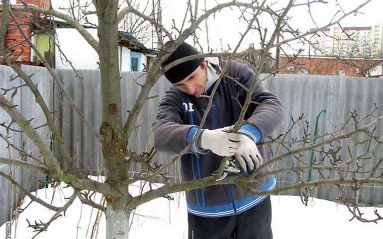 Pruning apple trees in autumn