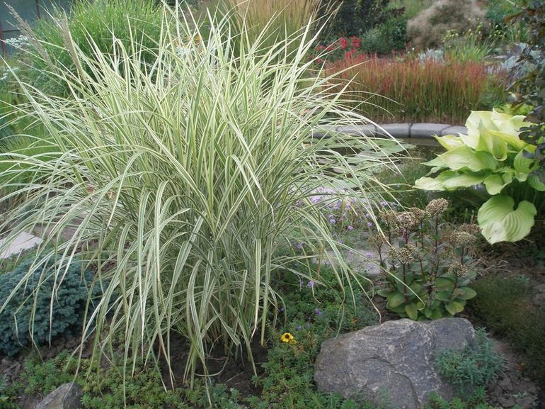 Pennisetum - a cereal plant