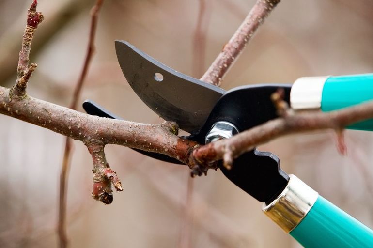 Apricot pruning in the fall