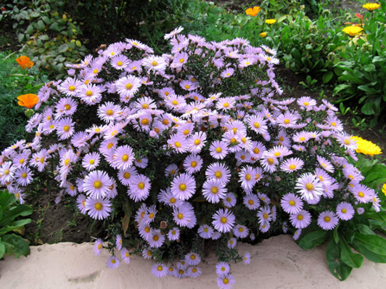 Little asters are perennial